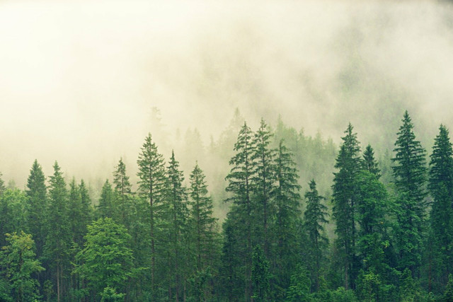 Old growth forests should be viewed as carbon sinks that need to be left untouched.