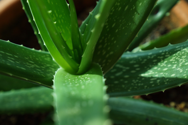 Aloe vera juice is full of health benefits.