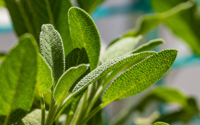 benefits of sage tea