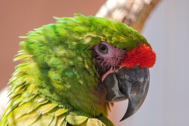 A great green macaw.