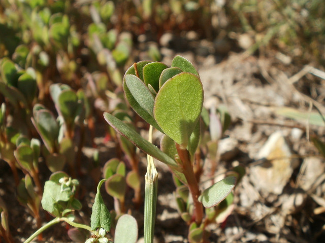 Purslane can be used to make dishes more nutritious.