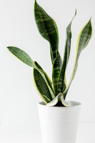 Snake plants make good kitchen plants because they're extremely hardy.
