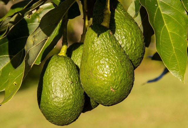 Avocados need a lot of water to thrive and have to travel a long way before they reach our supermarkets.