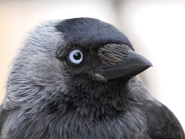 Jackdaws are the smallest member of the crow family and are highly intelligent, for example they can easily pick up tricks and new skills.