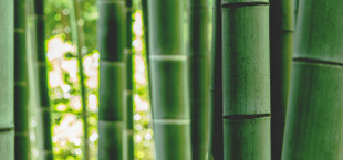 where does bamboo grow