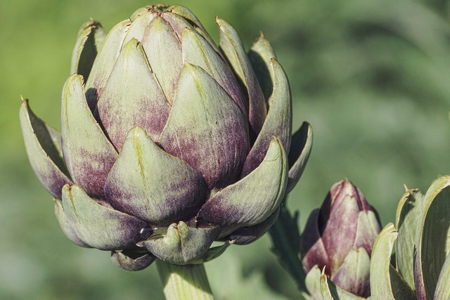 Artichoke hearts blend well with chickpeas as a vegan crab alternative.