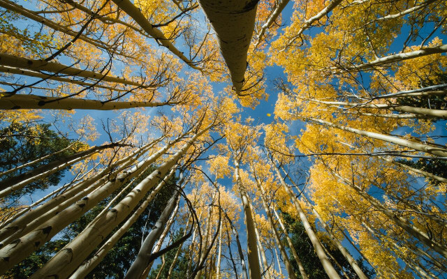 Pando is a one-tree forest made up of 47,000 trunks. 