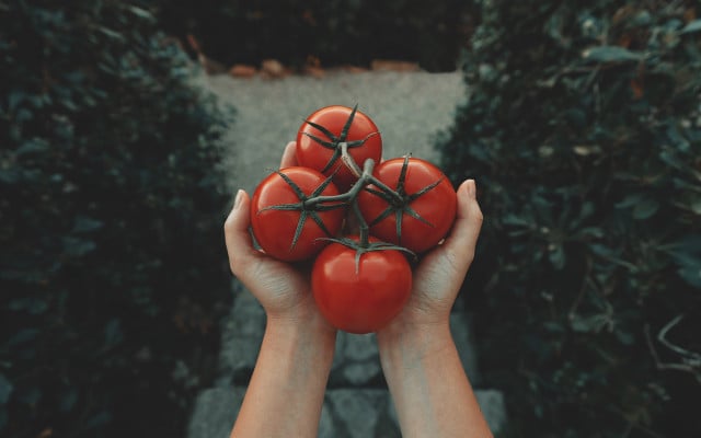 How to recognize ripe tomatoes