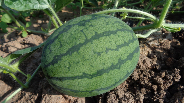 when to pick watermelon