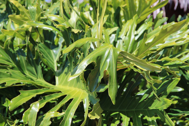 Coffee grounds will maintain the vibrant leaves of philodendron.