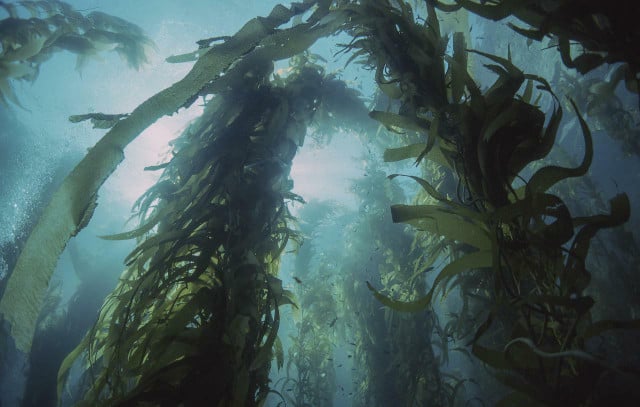 Kelp forests create entire ecosystems.