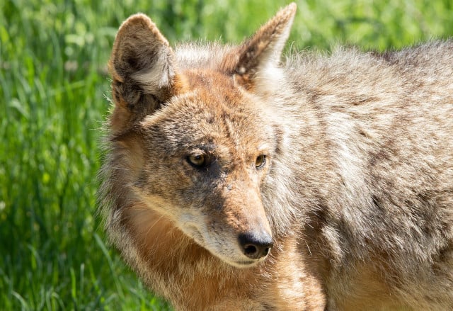 Coyotes are monogamous animals and mate for life.