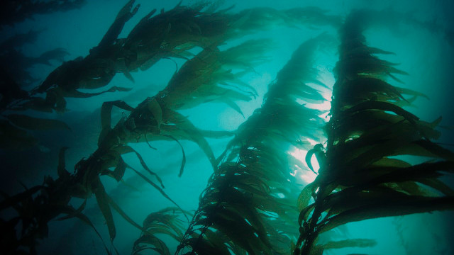 kelp vs seaweed