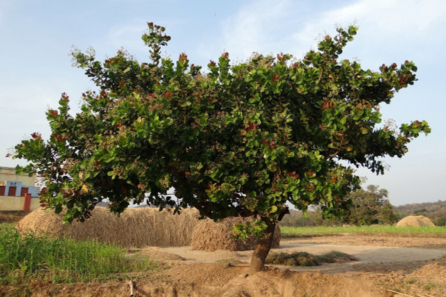 Cashews are primarily harvested in the tropics.
