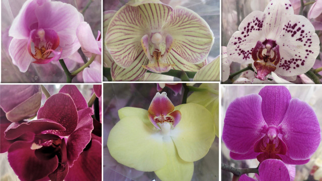 How to prune orchids.