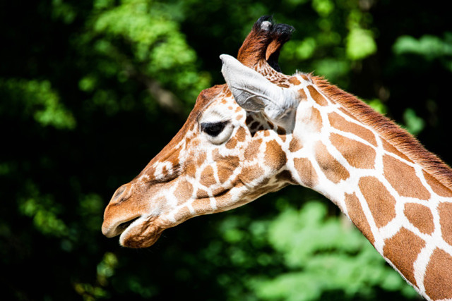 Giraffes are endangered because of habitat loss and poaching.
