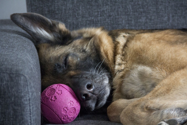 Sleep easy knowing you and your dog are not at risk.