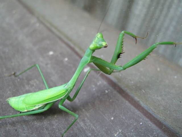Praying mantises are not endangered, and a unique insect to nature.