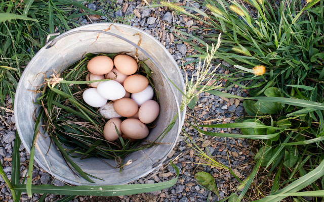 Enjoy a long growing season and plenty of space to grow vegetables and raise chickens. 