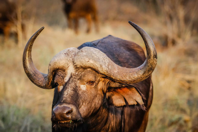Buffaloes rewilding has brought many changes to the American Prairie.