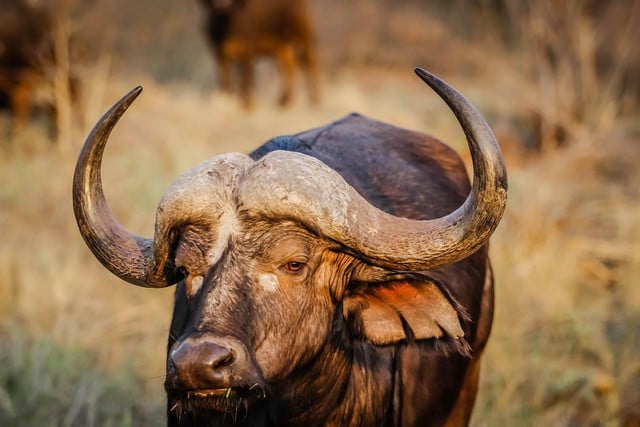 Buffaloes rewilding has brought many changes to the American Prairie.