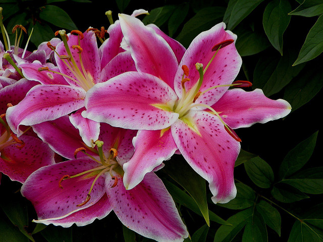 Stargazer lilies are a popular hybrid plant and can be grown in pots.
