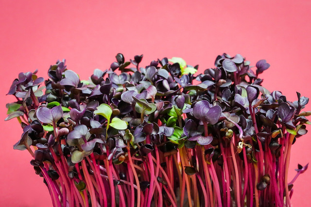 Try different microgreens to find your favorite beta carotene source.