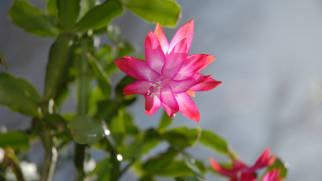 Christmas cactus repotting