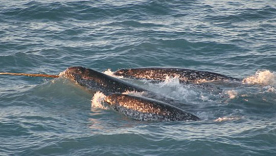 are narwhals extinct