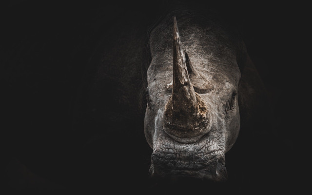 rhino endangered 
