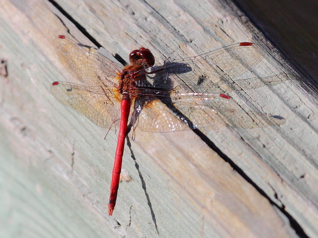 Ruby Meadowhawks can be trickier to spot.