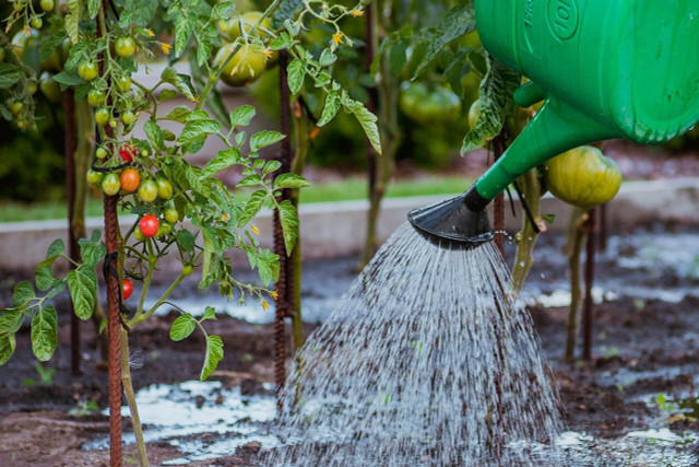 Only use a small amount of Epsom salt when watering your garden.