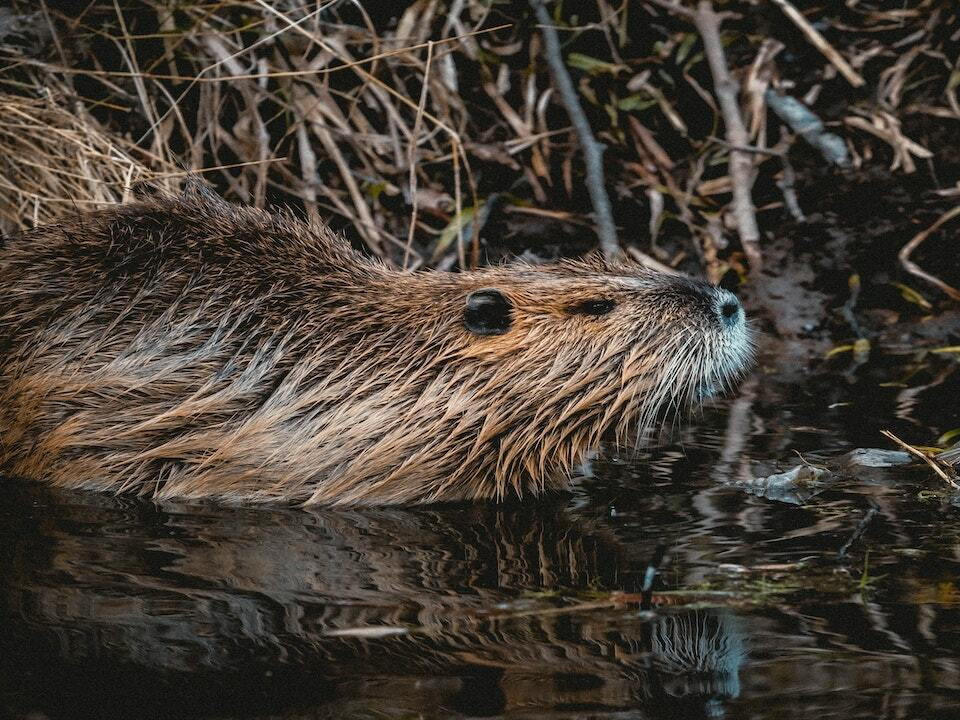 What is a keystone species, and why do they matter?