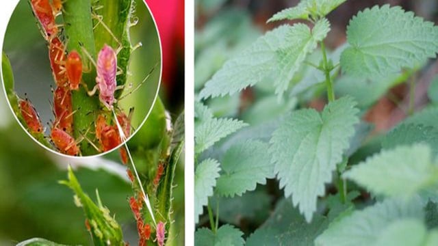 how to get rid of aphids