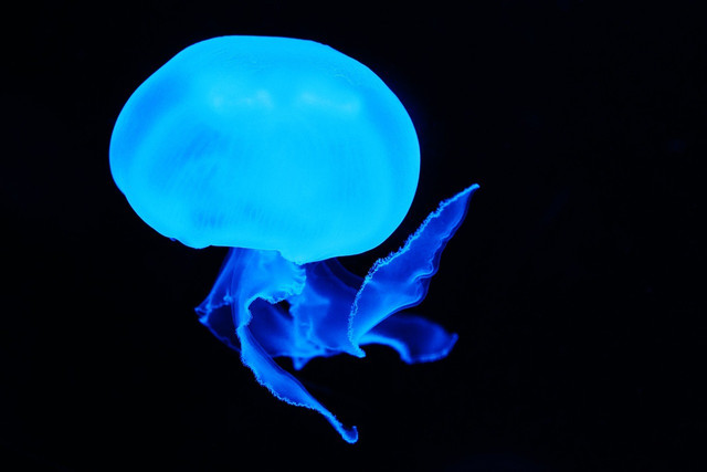 Many ocean creatures glow in the dark.