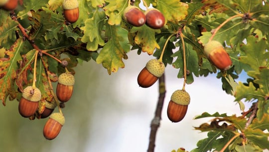 Acorn recipes
