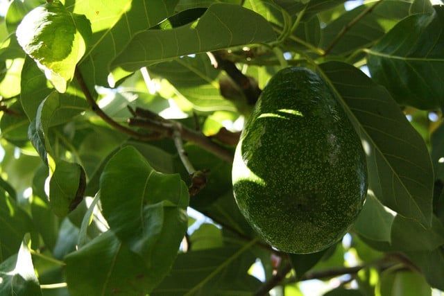 Quit spending loads and increasing your CO2 footprint on avocados from overseas, and start growing them in your own backyard.