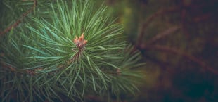 pine tree needles