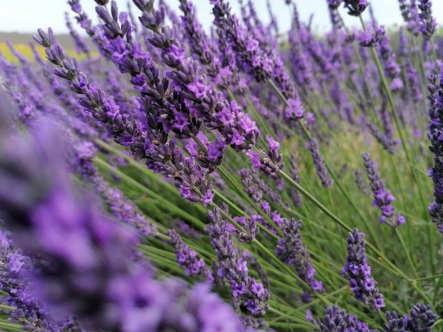 Lavender smells nice and helps you sleep, which makes it a great plant for your bedroom.