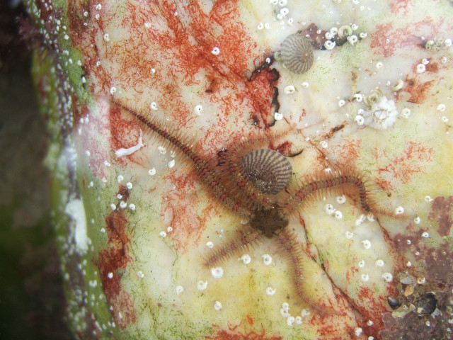 Brittle starfish can regrow limbs quickly.
