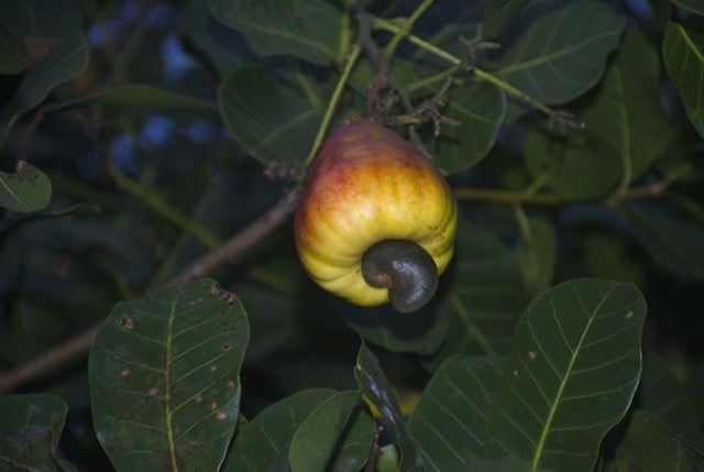 By choosing fair trade and responsibly sourced cashews you can help drive the positive changes that are already happening.