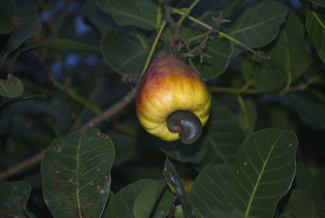 By choosing fair trade and responsibly sourced cashews you can help drive the positive changes that are already happening.