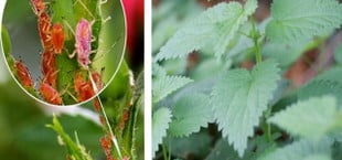 how to get rid of aphids