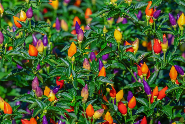 Looking for unique plants for your balcony? Try ornamental peppers. 