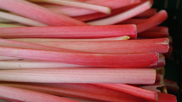 how to harvest rhubarb