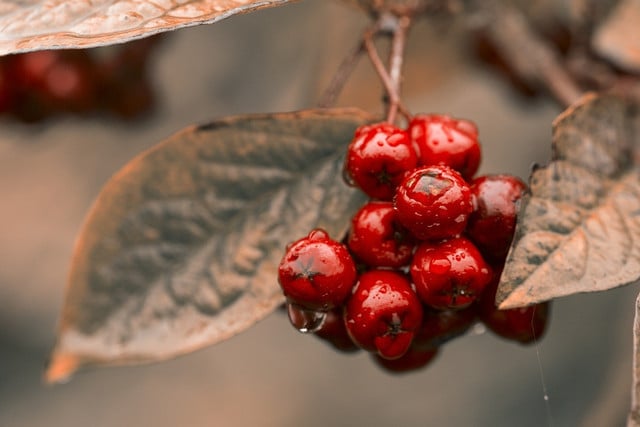 The distinctive red berries stand out amongst pastel flowers.