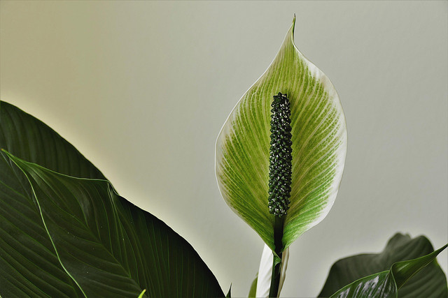 peace-lilies-can-cause-swelling-of-the-mouth-if-in-cc0-pixabay-hoerwin56-230316_download Peace lilies can cause swelling of the mouth if ingested.