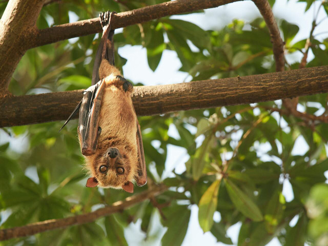 Bats are able to hang upside down because their claws and talons work opposite from most muscles and they can fly more easily when already in the air.