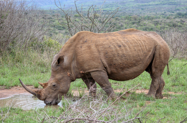 A rare black rhino, one of the most endangered land animals in the world.