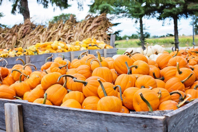 Sugar pumpkins are better suited to eating than carving pumpkins.